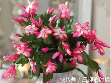 狼心狗行成语接龙游戏