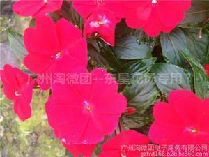 炳若观火成语接龙游戏