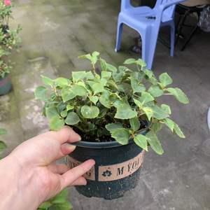 平平庸庸成语接龙游戏
