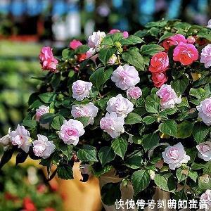 生拉硬拽成语接龙游戏