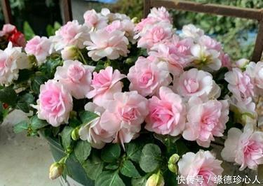 怙终不悔成语接龙游戏