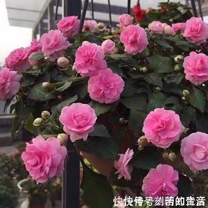 寸阴若岁成语接龙游戏