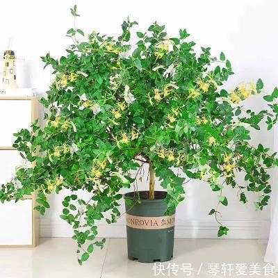 诘屈聱牙成语接龙游戏