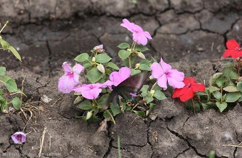 走花溜冰成语接龙游戏