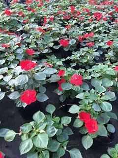 履汤蹈火成语接龙游戏