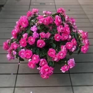 有备无患成语接龙游戏