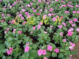 拨乱反治成语接龙游戏