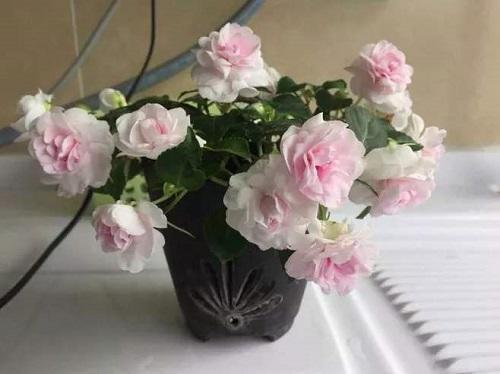 食箪浆壶成语接龙游戏