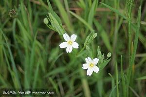 聊胜于无成语接龙游戏