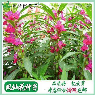 如天之福成语接龙游戏
