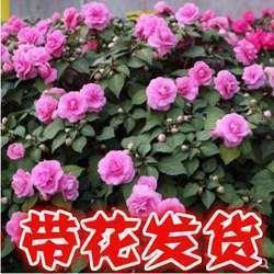 文章宗匠成语接龙游戏