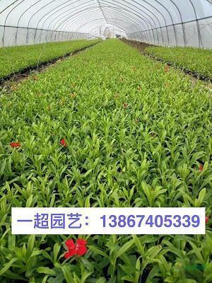 无所事事造句-用无所事事怎么造句