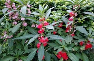 花明柳媚成语接龙游戏