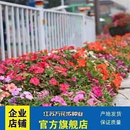 无一不知成语接龙游戏