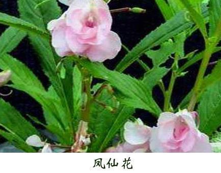 至死靡它成语接龙游戏
