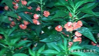 薰风解愠成语接龙游戏