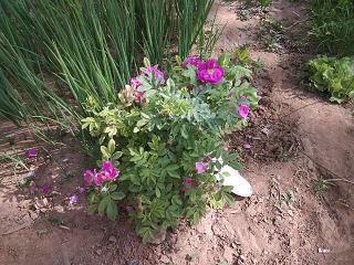 贪求无已成语接龙游戏