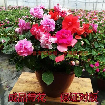 班师振旅成语接龙游戏