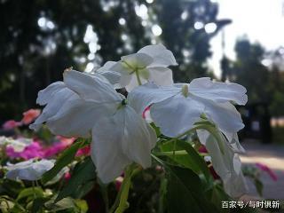 日中必移成语接龙游戏