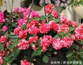 双下巴双喉结打一成语