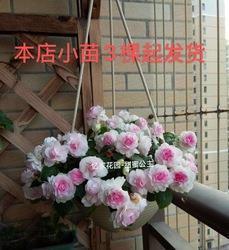 风驱电击成语接龙游戏