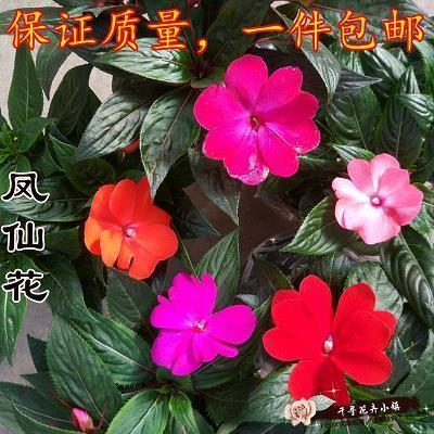 深文曲折成语接龙游戏
