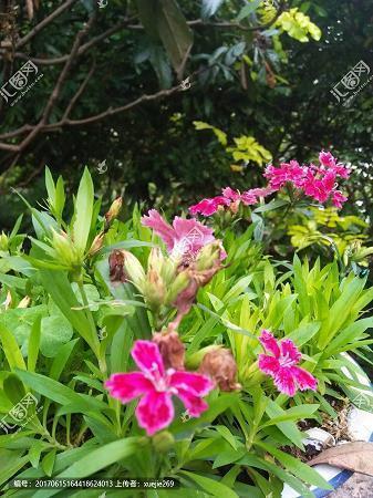 满目荆榛成语接龙游戏