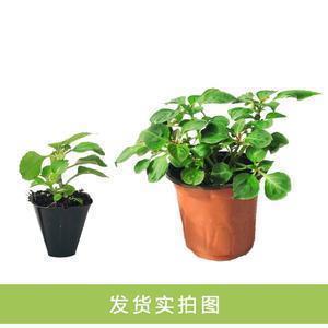 鲸波鼍浪成语接龙游戏