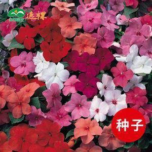 浪迹江湖成语接龙游戏