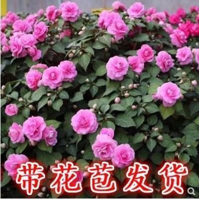 春笋怒发成语接龙游戏