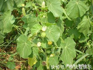 高自位置成语接龙游戏
