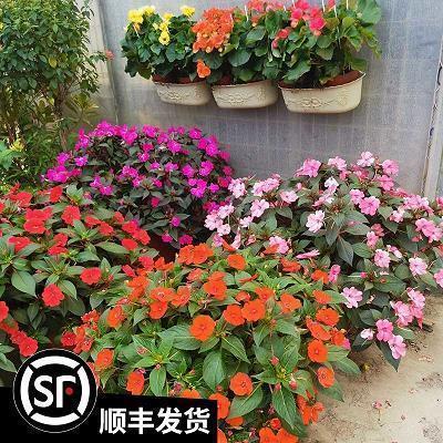 温柔敦厚成语接龙游戏