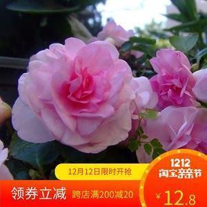 炉火纯青成语接龙游戏