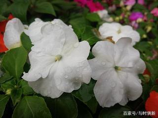 钩元提要成语接龙游戏