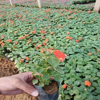沾花惹草成语接龙游戏