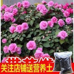 悄然无声成语接龙游戏