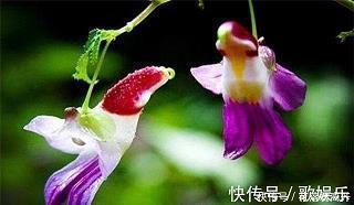 左图右书成语接龙游戏