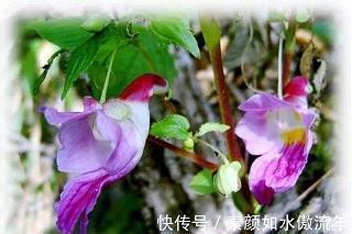 诘屈謷牙成语接龙游戏