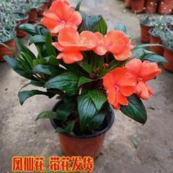 诸法实相成语接龙游戏