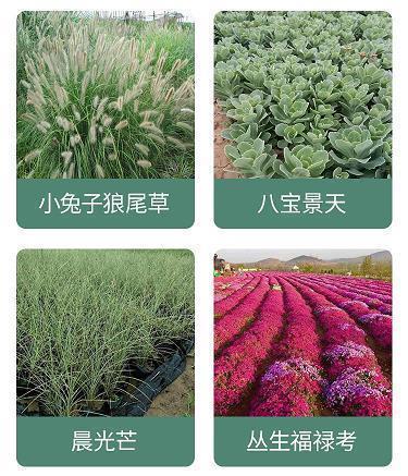 杀鸡哧猴成语接龙游戏