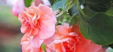 折节待士成语接龙游戏