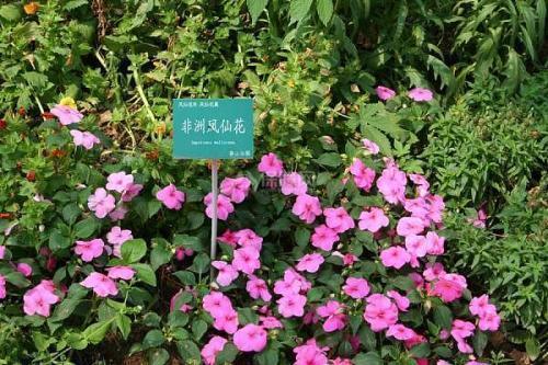 巨细无遗成语接龙游戏