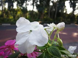揭不开锅成语接龙游戏