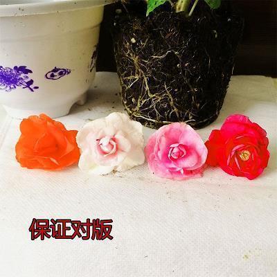 关羽见鲁肃打一成语