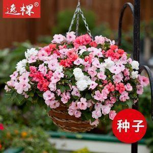 普天匝地成语接龙游戏