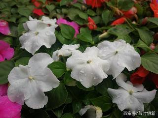 疑事无功成语接龙游戏