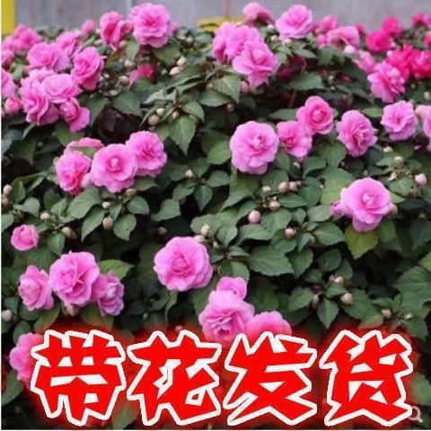 日食万钱成语接龙游戏