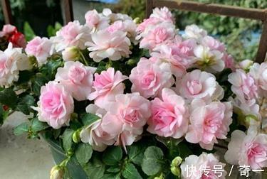 跌宕放言成语接龙游戏