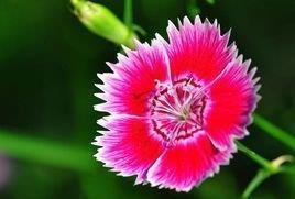 芒鞋竹笠成语接龙游戏
