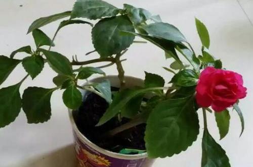 茹泣吞悲成语接龙游戏